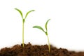 Two seedlings Royalty Free Stock Photo