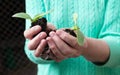 Two seedlings in hands Royalty Free Stock Photo