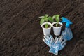 Two seedlings of pepper, garden gloves, a bullet machine on the background of soil, dew on the leaves Royalty Free Stock Photo