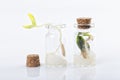 Two seeds germinate inside glass jars and one of them can not come out because it is plugged Royalty Free Stock Photo