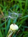 Only two seeds left on a dandelion, close-up on a blurred background of grass Royalty Free Stock Photo