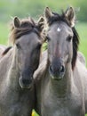 Two semi-wild horses konik polski breed