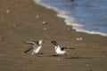 two semipalmated sand pipers fighting on the shore