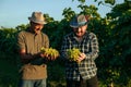 two senior colorful farmers winegrower hats twist huge bunch grape in hands discuss smile laugh