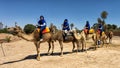 Two senior couples mounted on camels just embarking on their ride in Marrakesh, Morocco.