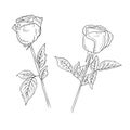 Two separate beautiful realistic rose button with stem and leaves in black on white background. Hand drawn vector sketch