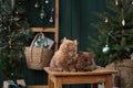 Two serene Scottish kittens sit side by side, enveloped in festive cheer, with a softly lit Christmas tree