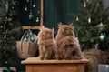 Two serene Scottish kittens sit side by side, enveloped in festive cheer, with a softly lit Christmas tree