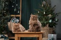 Two serene Scottish kittens sit side by side, enveloped in festive cheer, with a softly lit Christmas tree