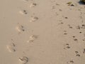 Two sets of footprints in the golden sand on a beach one human one dog walking together Royalty Free Stock Photo