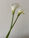 Two Seven Days Old Kala Flower in Front of White Wall Royalty Free Stock Photo