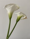 Two Seven Days Old Kala Flower in Front of White Wall Royalty Free Stock Photo