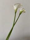 Two Seven Days Old Kala Flower in Front of White Wall