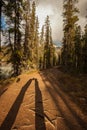 Two Shadows Kissing On A Forested Path in the Golden Sunlight