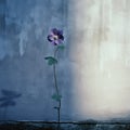 Raw And Emotional: A Dark Violet Flower Blooms Near A Tan Wall