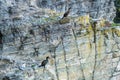 Two Shags on cliff at Whaligoe in Scotland Royalty Free Stock Photo