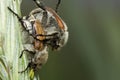 Two shaggy bugs couple on a stalk. Macro