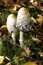 Two Shaggy Ink Cap Toadstools