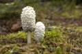 Two shaggy mane mushrooms