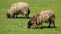 Two Shaggy Sheep Graze With Happiness