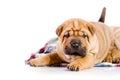 Two Shar Pei baby dogs Royalty Free Stock Photo
