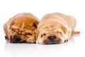 Two Shar Pei baby dogs Royalty Free Stock Photo