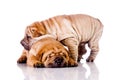 Two Shar Pei baby dogs Royalty Free Stock Photo