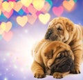 Two shar-pei puppies in love