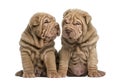 Two Shar Pei puppies sitting together