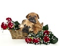 Two Shar pei Puppies Snuggling Royalty Free Stock Photo