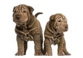 Two Shar Pei puppies standing, isolated on white
