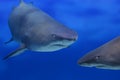 Two sharks Royalty Free Stock Photo