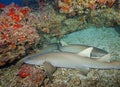 Two sharks that seem to sleep in Australia