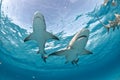 Two sharks swimming together Royalty Free Stock Photo