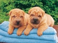 Two sharpei puppies Royalty Free Stock Photo