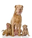 Two sharpei puppies dog and and their adult mother Royalty Free Stock Photo