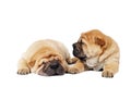 Two sharpei puppy dogs Royalty Free Stock Photo