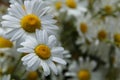 Two Shasta Daisies Royalty Free Stock Photo