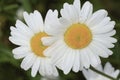 Two Shasta Daisies with Water Droplets Royalty Free Stock Photo