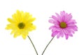 Two Shasta Daisy Flowers: pink and yellow Royalty Free Stock Photo