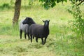 Two sheared black sheep in orchard Royalty Free Stock Photo