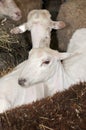 Two Sheared Sheep Amongst Unsheared Sheep Royalty Free Stock Photo
