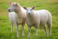 Two sheep Royalty Free Stock Photo