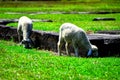 two sheep against green grass Royalty Free Stock Photo