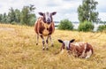 Two sheep at the base of a near a river Royalty Free Stock Photo