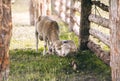 Two sheep are behind a wooden fence on green grass Royalty Free Stock Photo