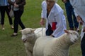 Two Sheep Being Judged at an Agricultural Show.