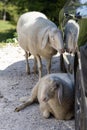 Two sheep in the car shade