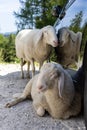 Two sheep in the car shade