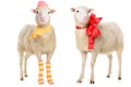 Two Sheep in Christmas clothes